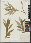 Foto von Salix alba subsp. vitellina (L.) Arcang. x Salix fragilis L.